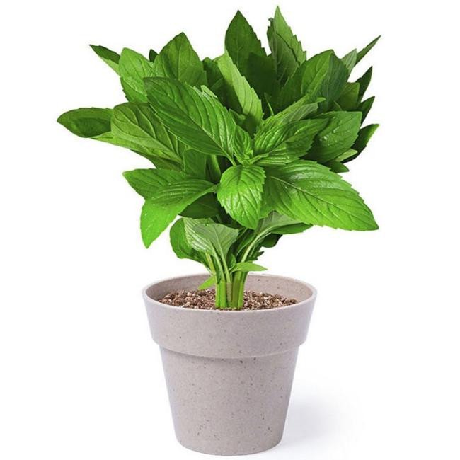 Promotional Herb garden set - GP57921