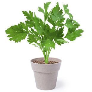 Promotional Herb garden set - GP57921