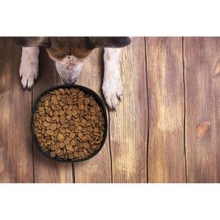 Promotional RPET foldable bowl for dog