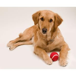 Promotional Ball - GP58611